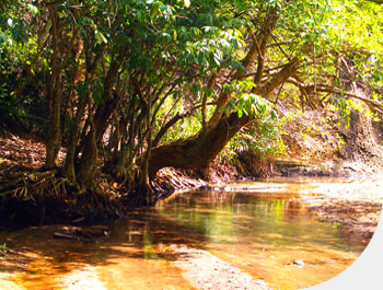 Locals say that Dominica has one river for every day of the year. 